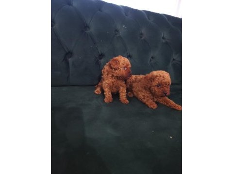 Lekesiz kore poodle bebekler