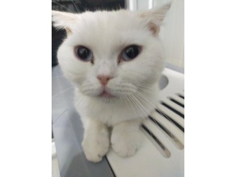 Scottish fold beyaz dişi