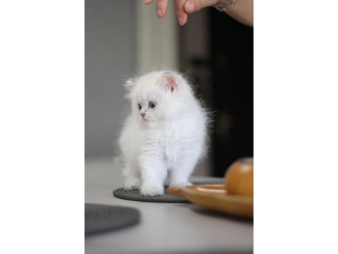 Anne baba şecereli tam bir asilzade british longhair