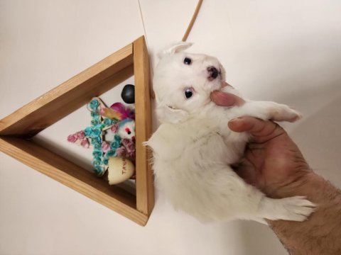 60 günlük orjinal maltese terrier yavrular