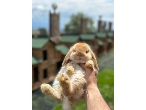 Mini lop tavşan çiftliği - her ile gönderim!