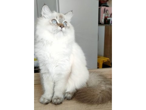 British longhair ve scottish straight kedilerim