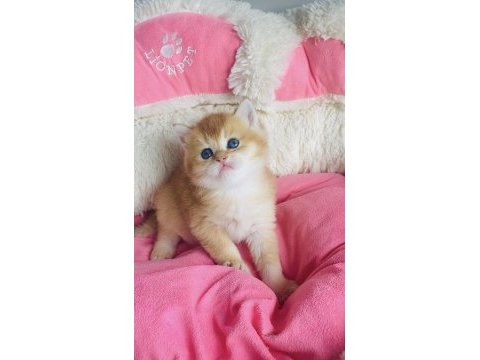 Scr li anne babadan golden ny12 brıtısh shorthair 