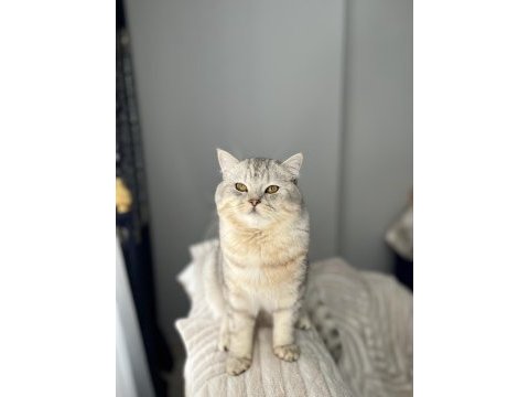 Badem british shorthair kedimiz