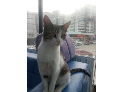 Kedimiz paki ye acil yuva arıyoruz