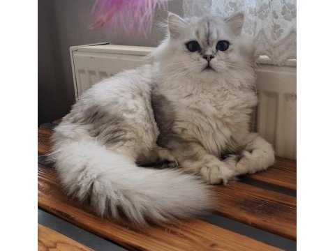 Scottish straight longhair ns 25 erkek