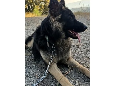 Aşıları tam çipli uysal alman kurdu