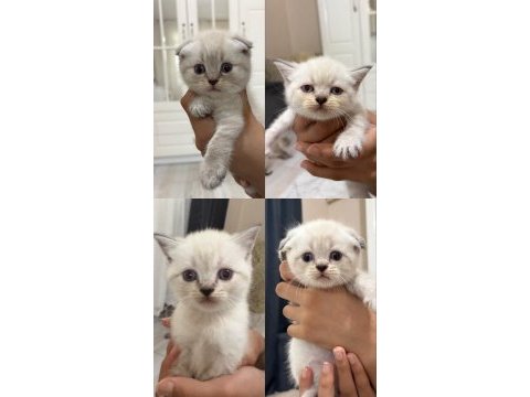 British shorthair kediler