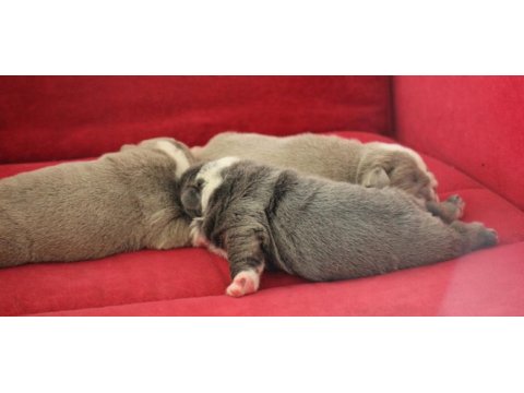 Sitenin en güzel ingiliz bulldog bebekleri