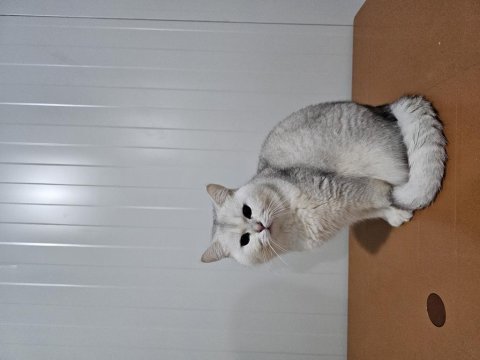 Safkan british longhair