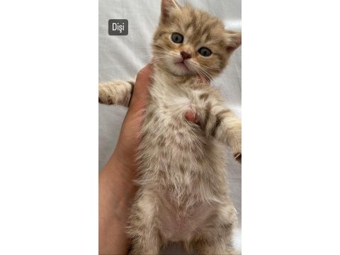 Scottish fold kedilerim yeni yuvalarını arıyorlar