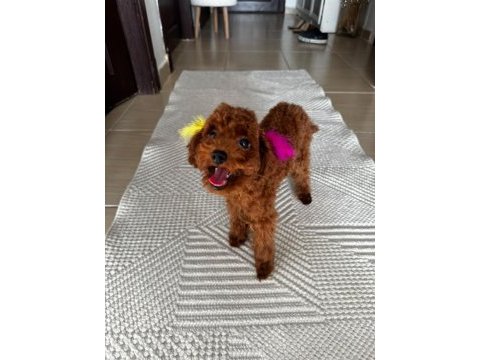 Altı aylık poodle koreler