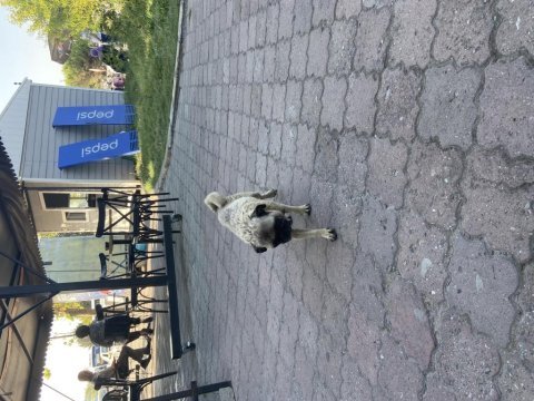 2 yaşında pug