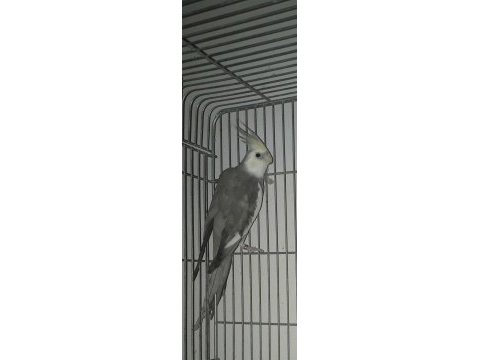 Cream face erkek sultan papağanı