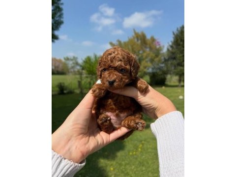 Irk garantili koyu renk toy poodle yavruları