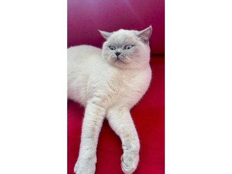 2 yaşında dişi kısırlaştırılmış british shorthair
