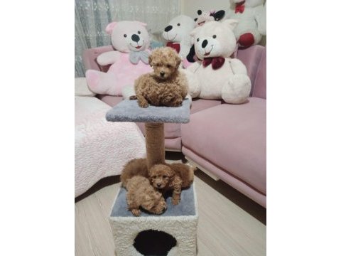50 günlük toy poodle ler