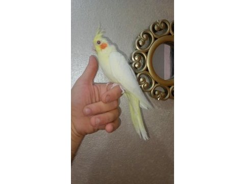 Full evcil sultan papağanı yavru
