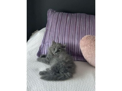 A++ a62 orjinal british longhair yavrularımız hazır