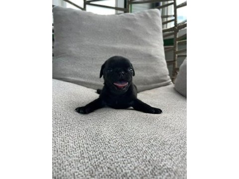 A kalite safkan pug yavruları