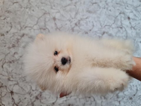 Show kalite pomeranian boo
