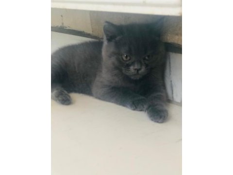 Oyuncu british shorthair dişi tuvalet eğitimi var 2 aylık