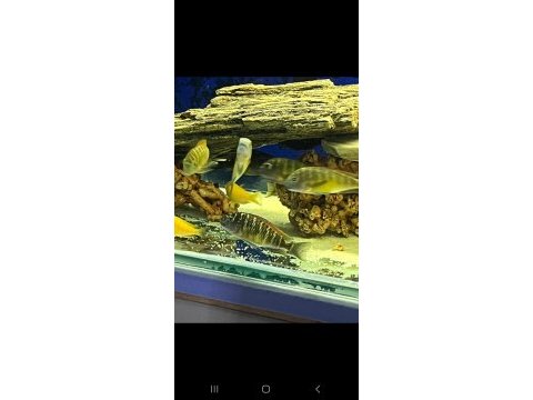 Karışık tropheus balıklar