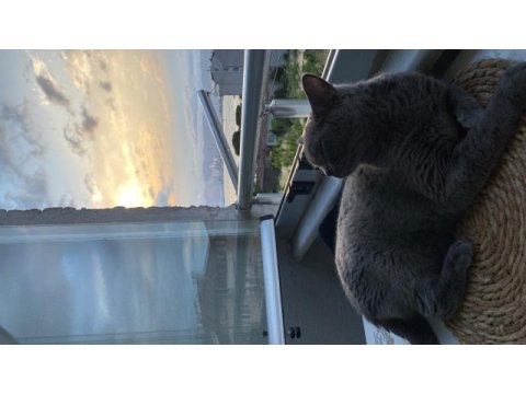 Sıcakkanlı british shorthair kızımızı sahiplendiriyoruz