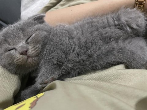 Scottish fold kediler 45 günlük