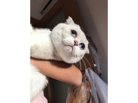 Scottish fold ve british yavrularımız 40 günlük