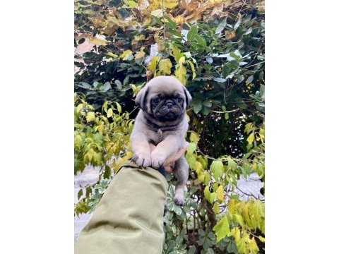 Birbirinden sevimli ve oyuncu pug yavrularım