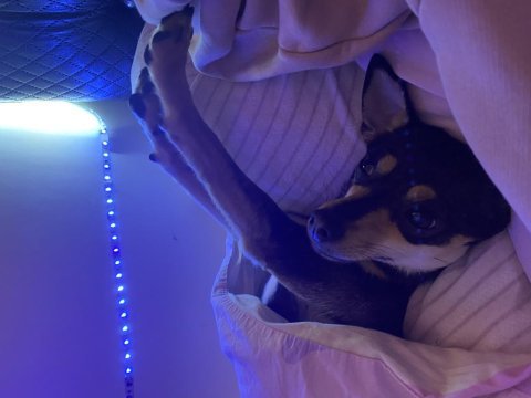 Chihuahua köpeğimize acil yeni yuva