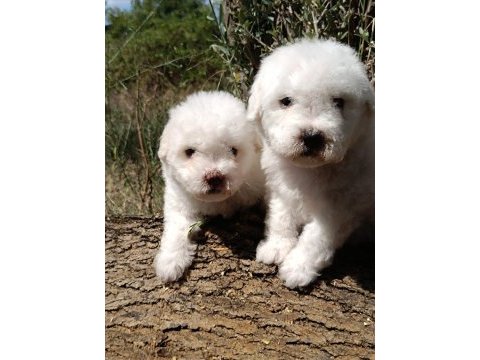 Özel ırk nadir güzellik uygun bütçe bichon frise
