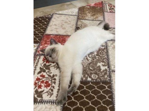 6 aylık erkek british shorthair