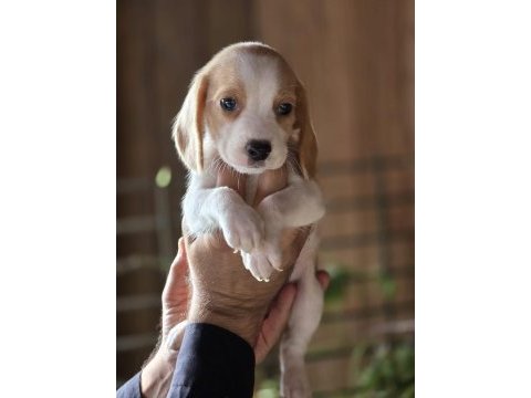 Safkan beagle yavruları