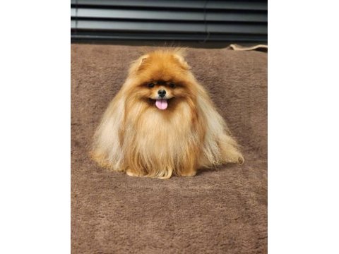 Kürk yapisı ile türkiyenin en kalitelisi pomeranian