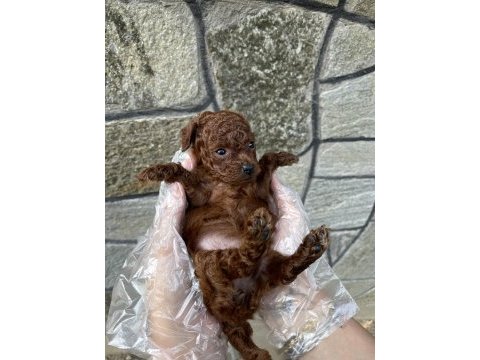 Core toy poodle köpeği