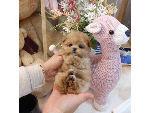 Fincan boy maltipoo bebeklerim kapıda ödemeli