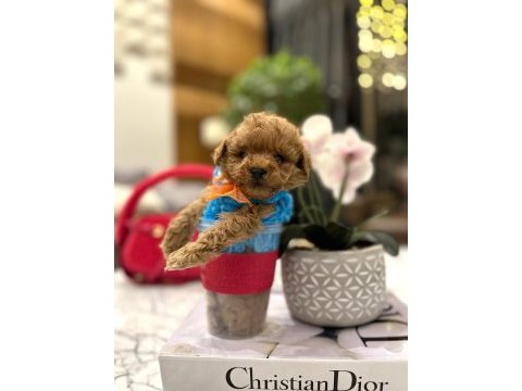 Yarışma düzeyi 0 boy maltipoo luna