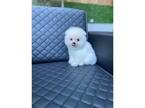 Ukranya girişli pomeranian boo yavrum