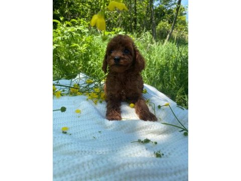 Erkek toy poodle bebekler
