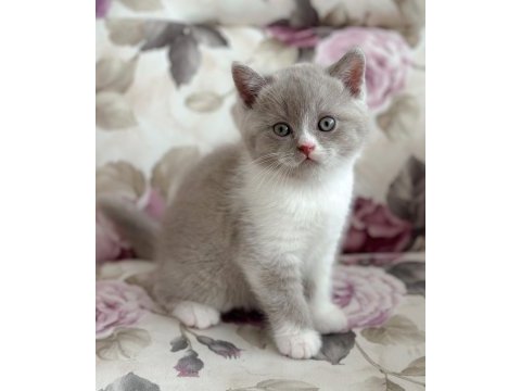 Nadir bulunan harika lilac bicolor yavru british shorthair