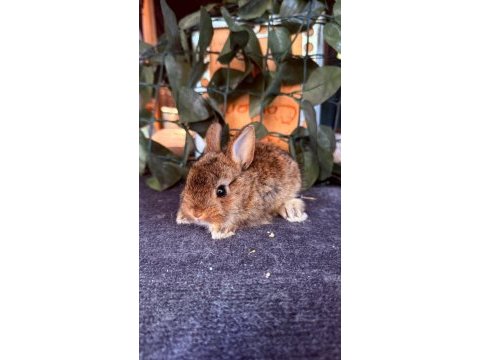 Hollanda lop ve cüce tavşan yavrularımız
