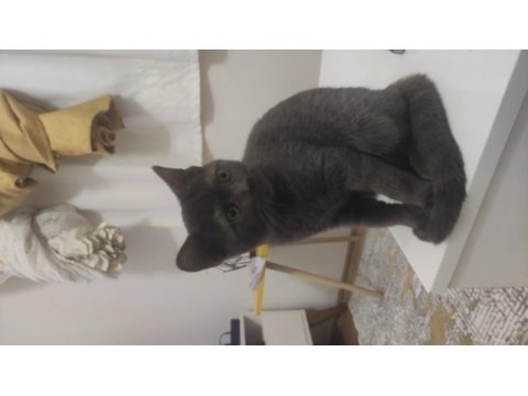 British shorthair kedisi 8-10 aylık