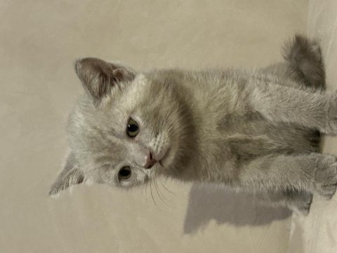 Güzel yavru kedilerimize yuva