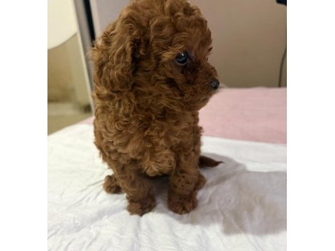 Poodle bebek
