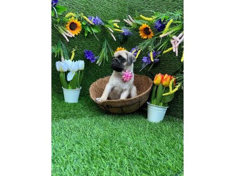 Orjinal pug yavrular ailelerini bekliyor