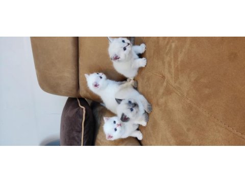 British shorthair yavruları