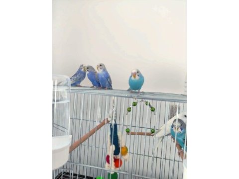 4 adet sağlıklı yavru muhabbet kuşları