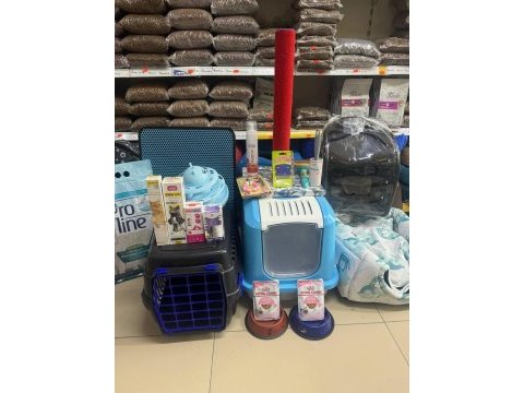 Siyam mavi göz orjinal canlı gelip bakabilirsiniz